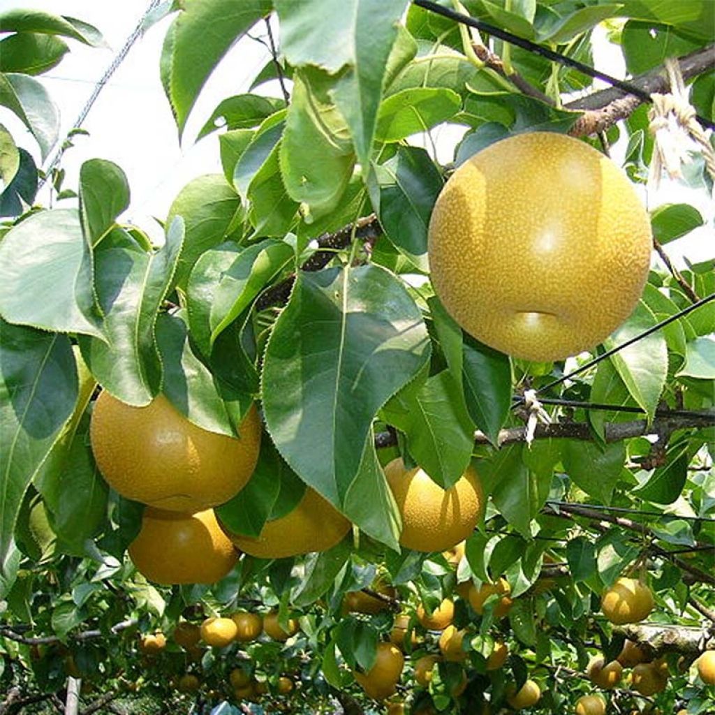 Nashi-Birne Nijisseiki - Pyrus pyrifolia