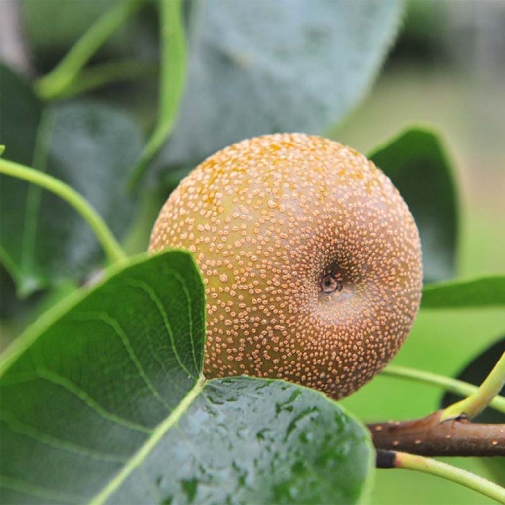 Nashi-Birne Nijisseiki - Pyrus pyrifolia