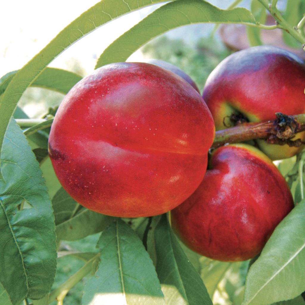 Nektarine Fantasia - Prunus persica var. nucipersica