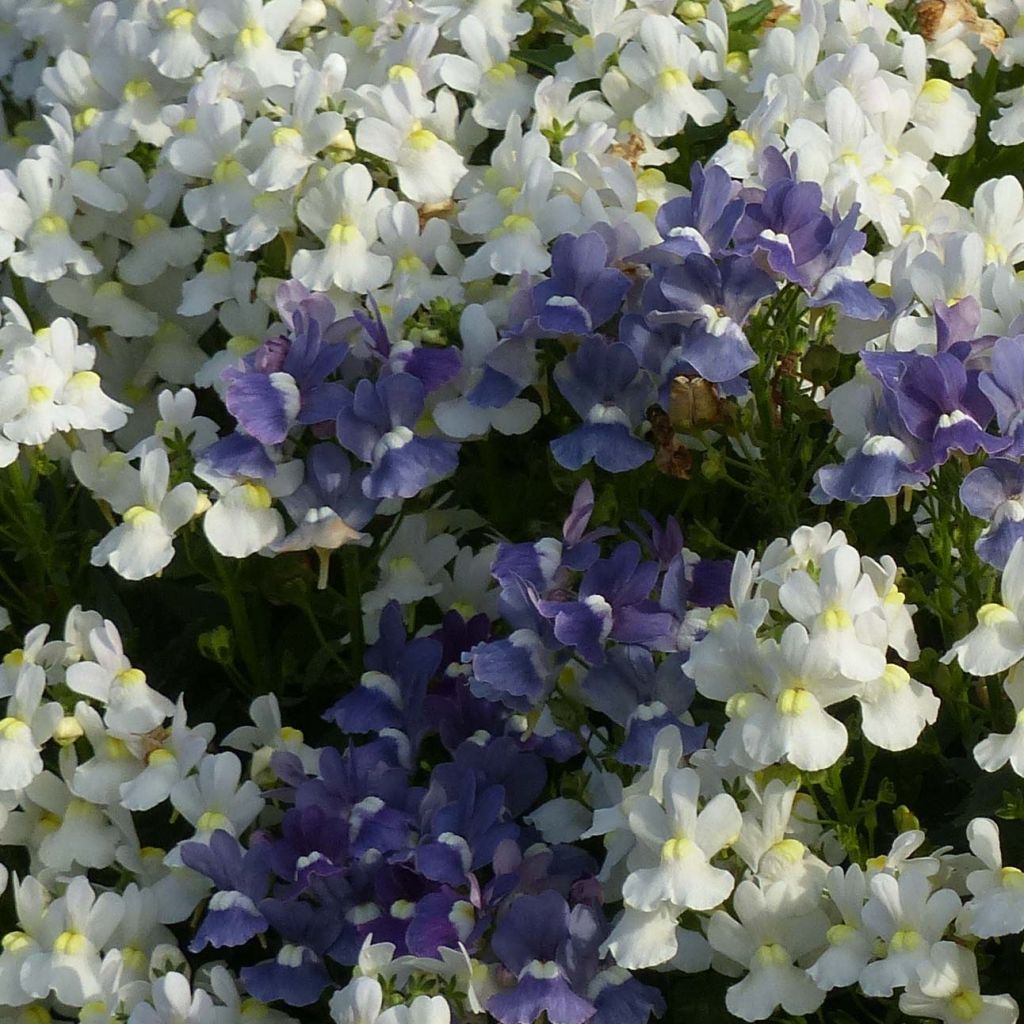 Nemesia Honey White