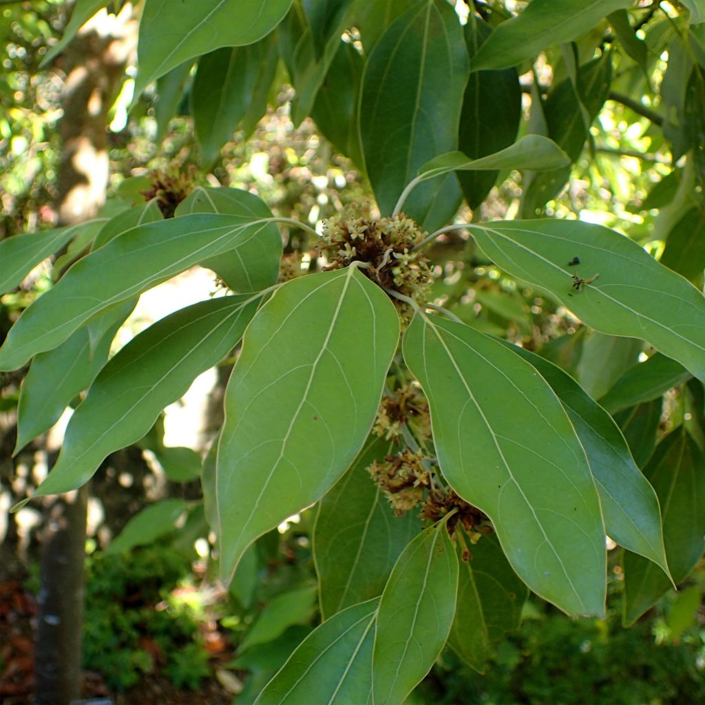 Neolitsea sericea - Neolitseie