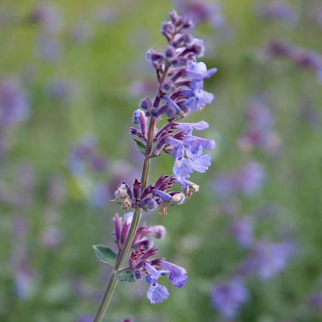 Katzenminze Six Hill s Giant - Nepeta faassenii