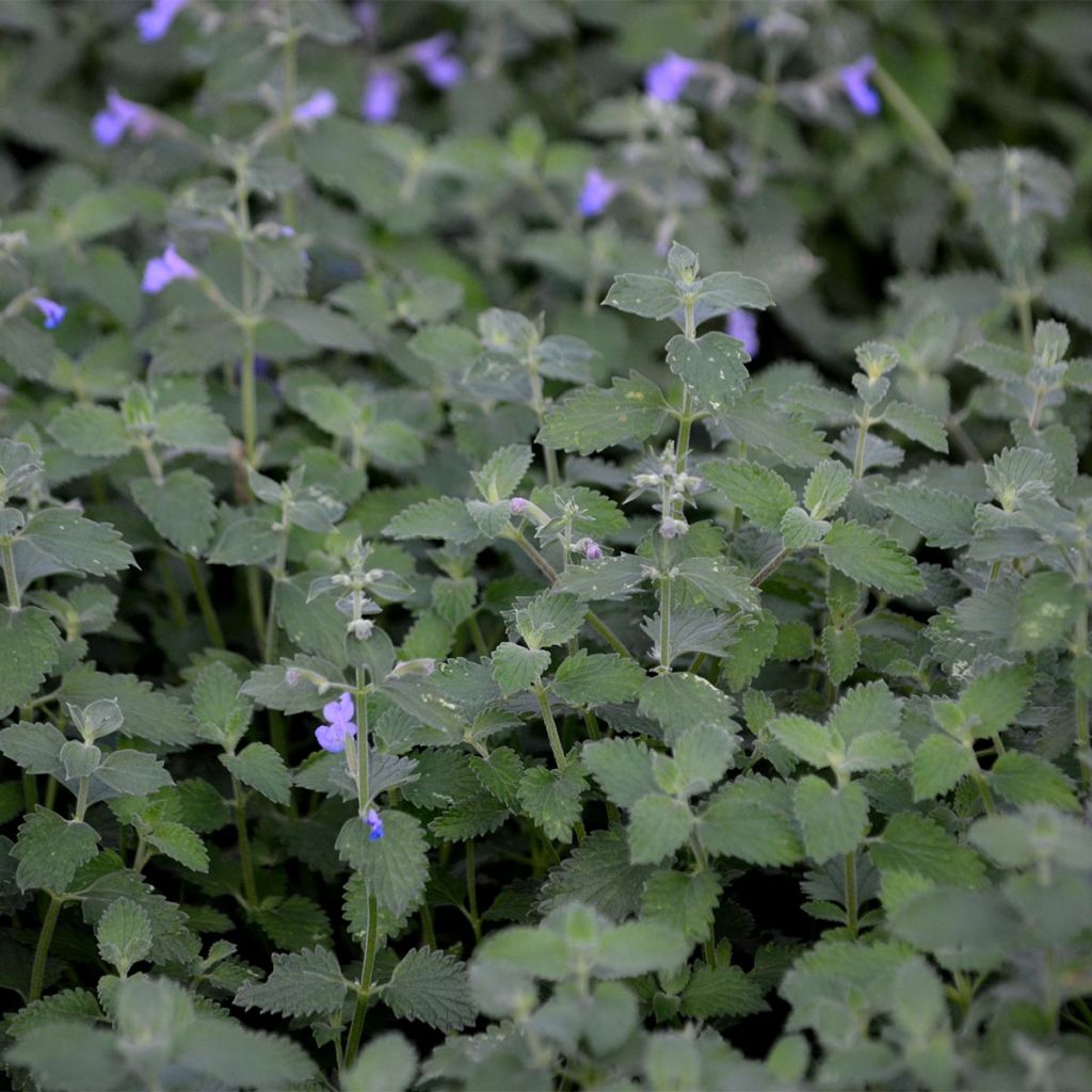 Katzenminze Six Hill s Giant - Nepeta faassenii