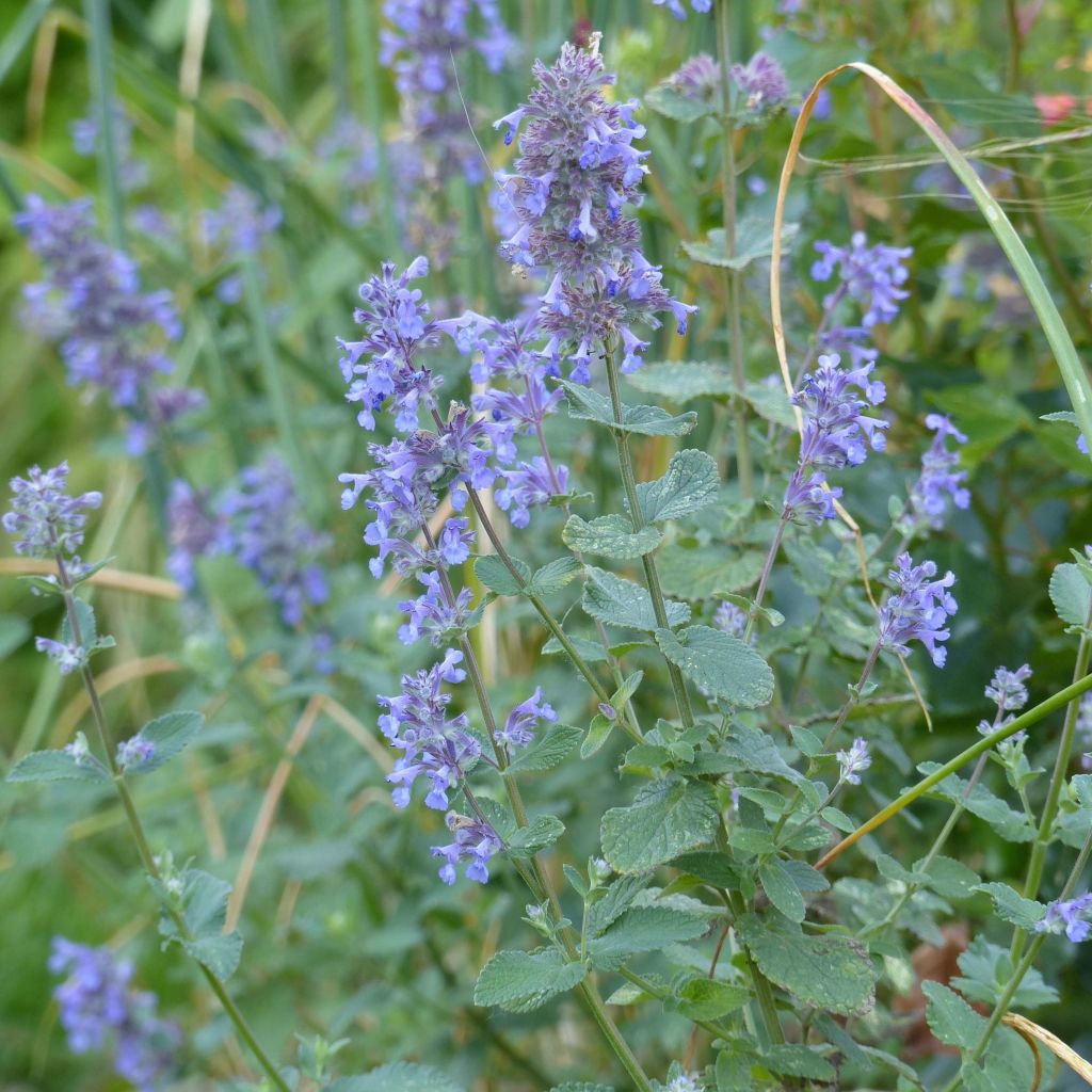 Großblütige Katzenminze Summer Magic - Nepeta grandiflora