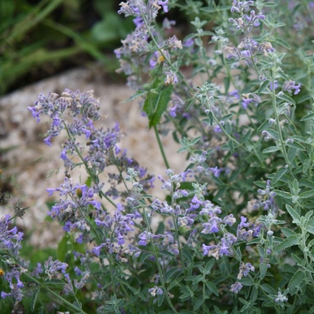 Trauben-Katzenminze - Nepeta mussini