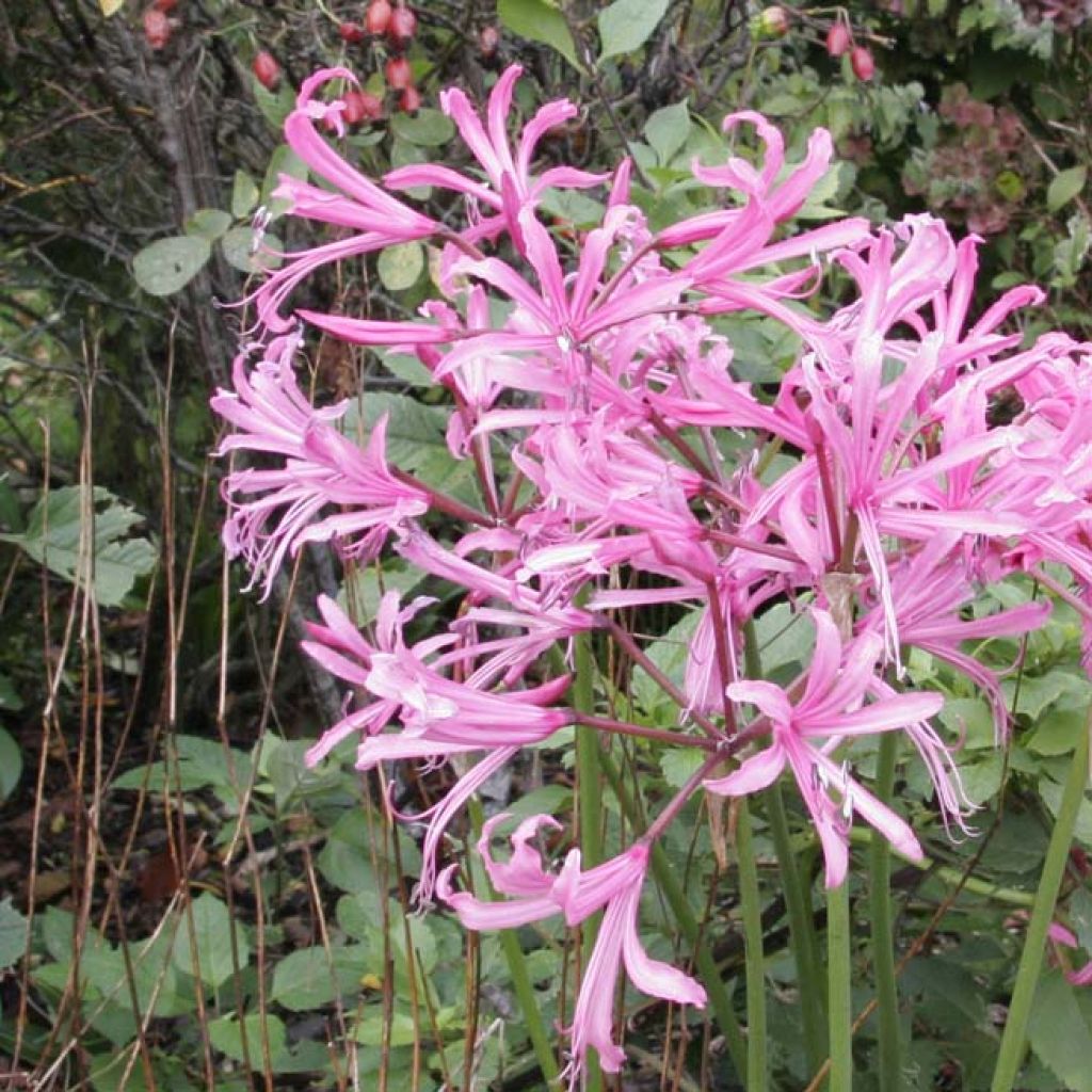 Nerine bowdenii Pink Triumph - Guernsey-Lilie