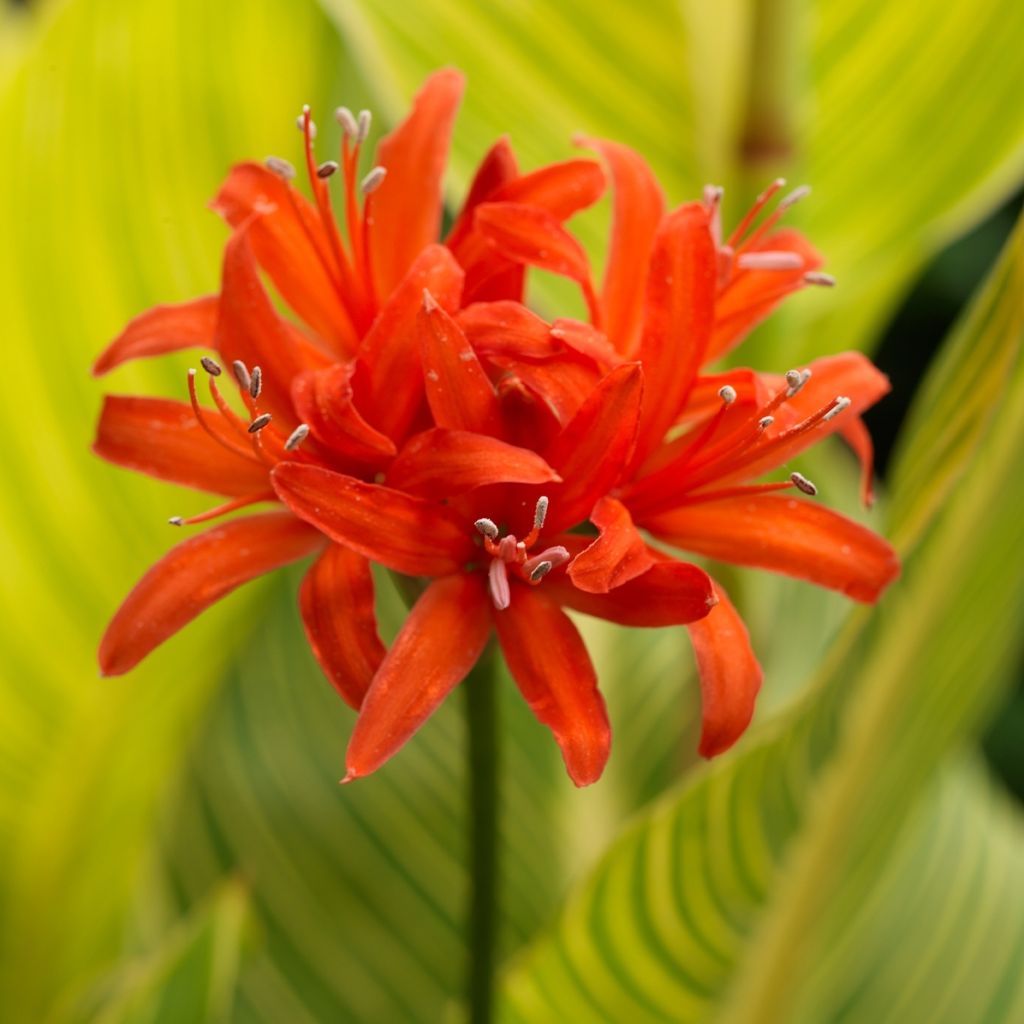 Nerine sarniensis Corusca - Guernsey-Lilie