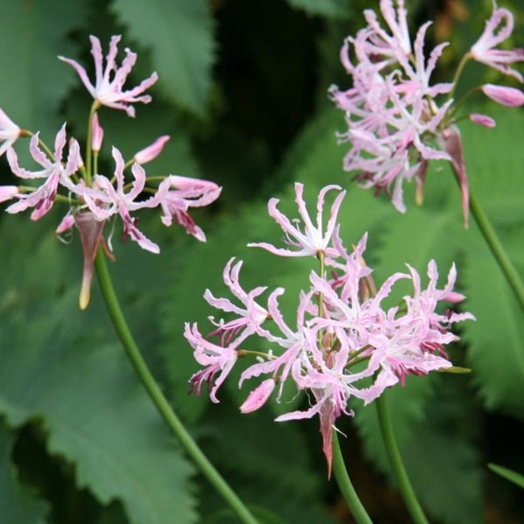 Nerine undulata - Guernsey-Lilie