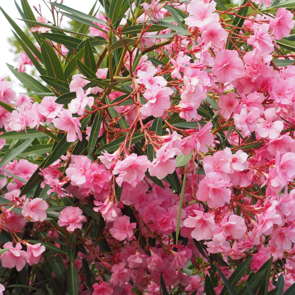 Oleander Roseum Plenum - Nerium