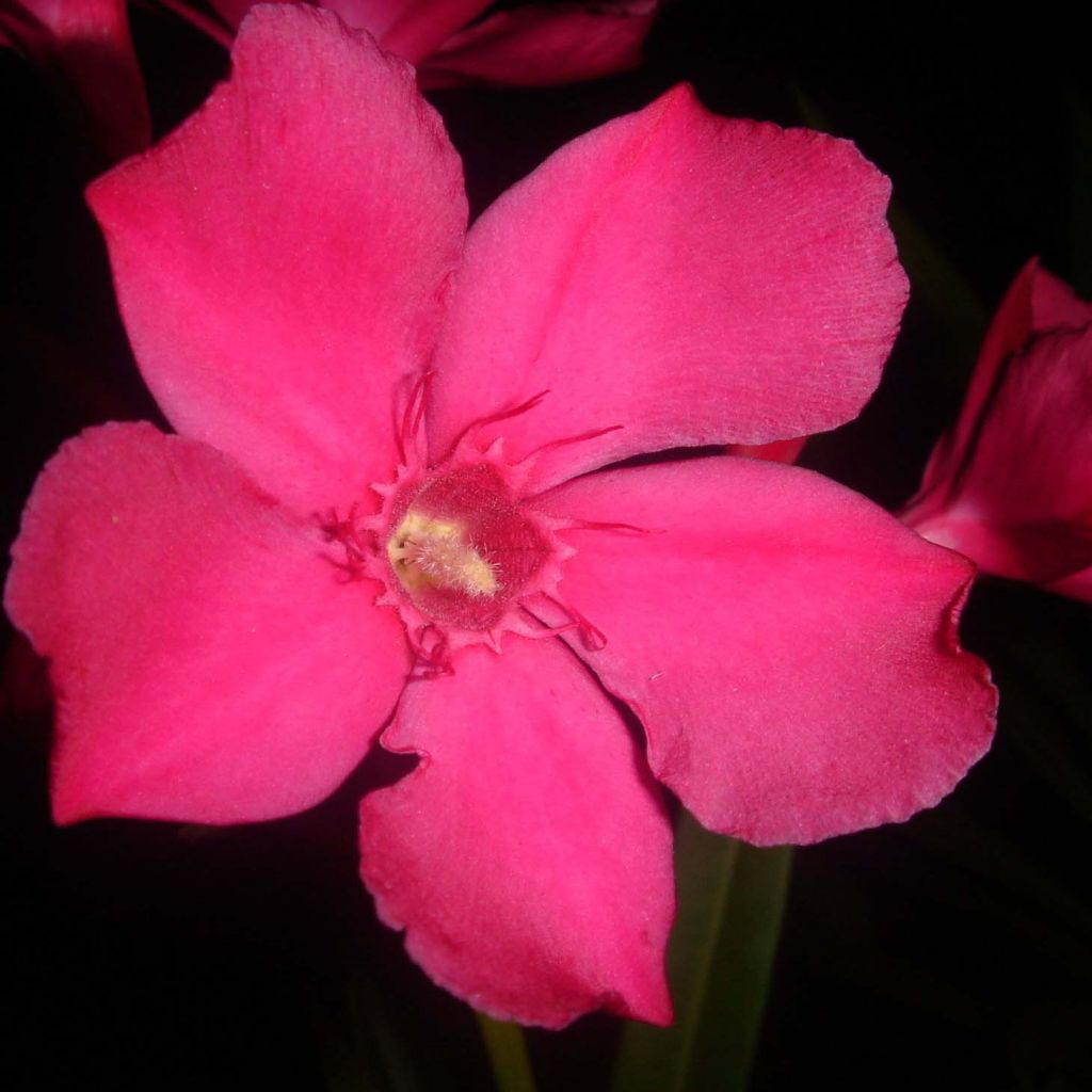 Oleander Simple Red - Nerium