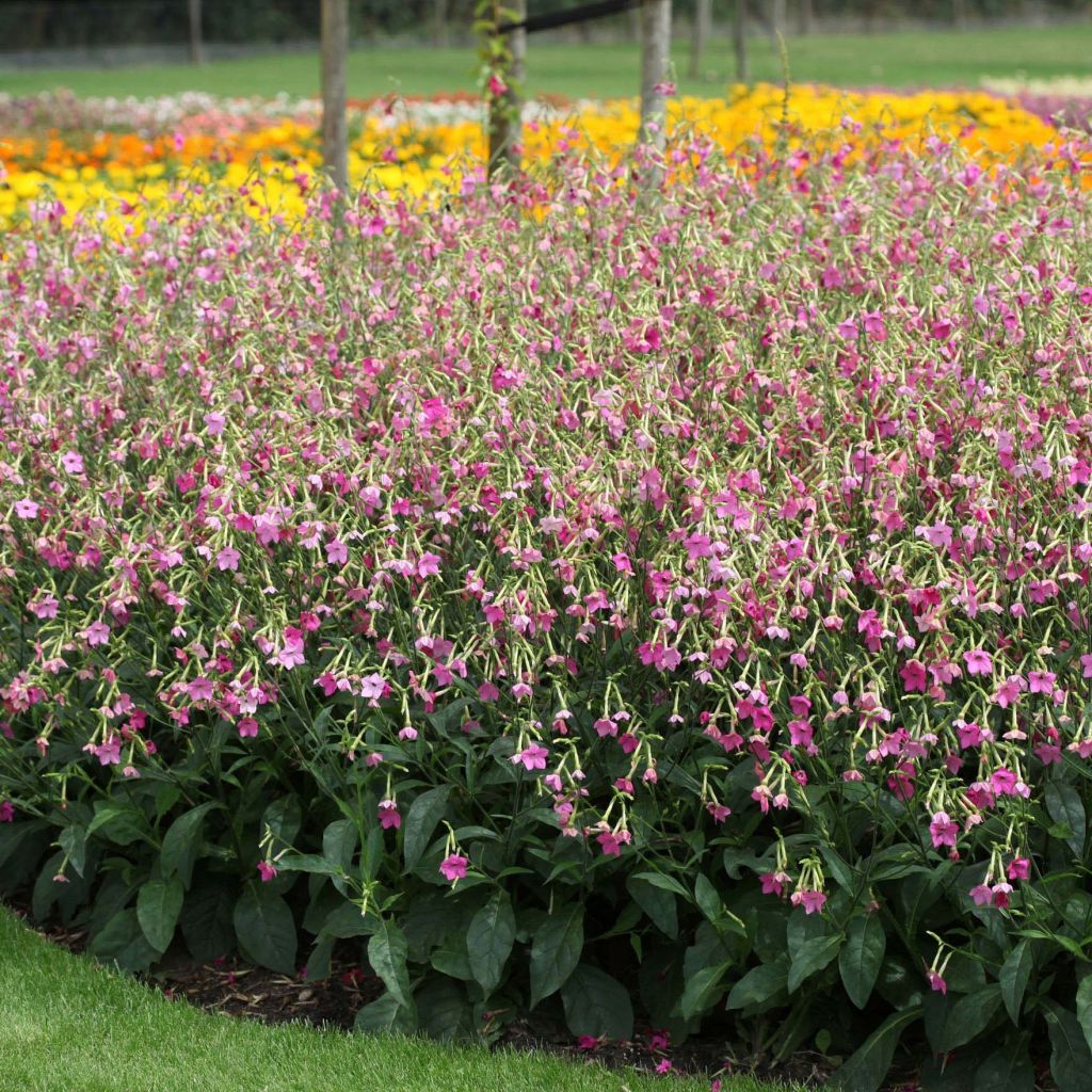 Flügel-Tabak Vedado Rose Pink - Nicotiana