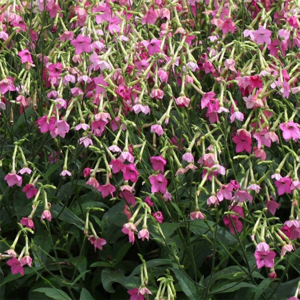 Flügel-Tabak Vedado Rose Pink - Nicotiana