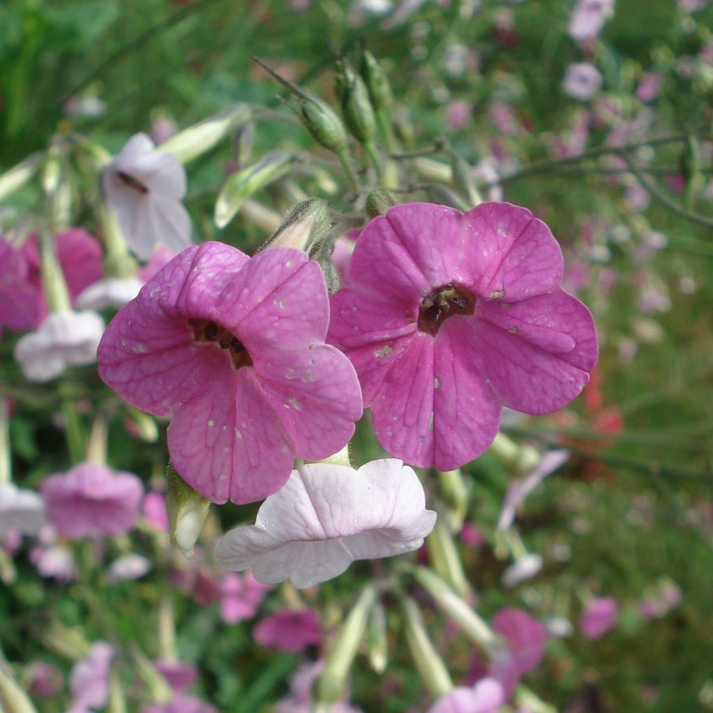 Blütentabak Marshmallow - Nicotiana mutabilis