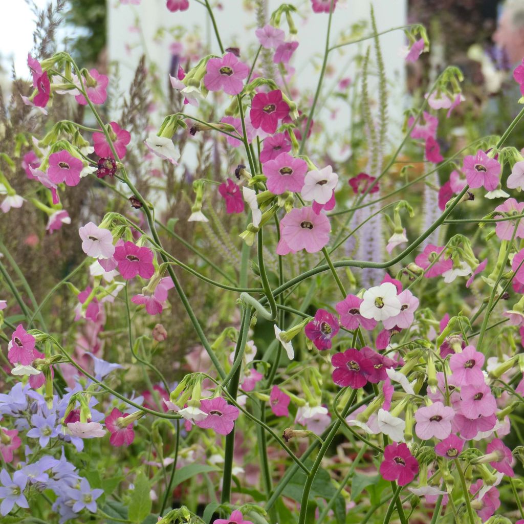 Blütentabak Marshmallow - Nicotiana mutabilis