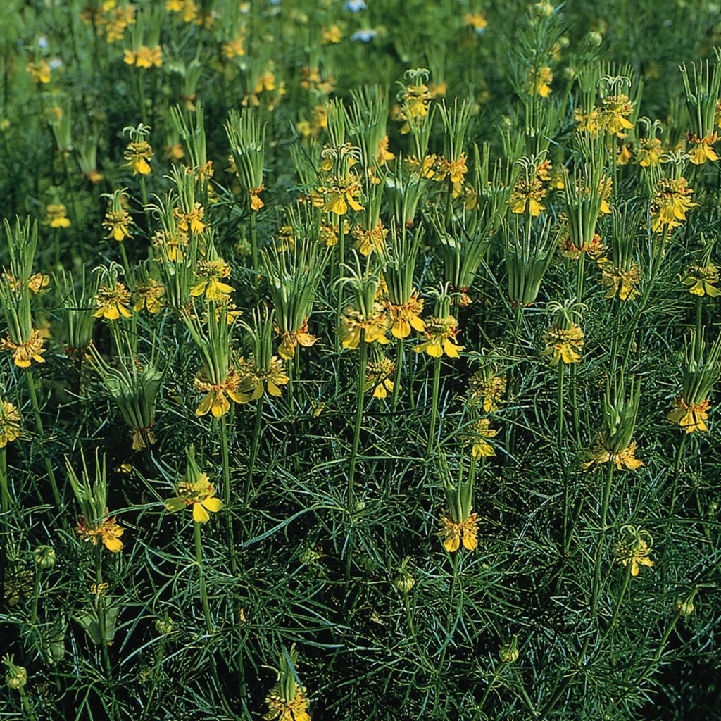 Nigella orientalis Tranformer (Samen) - Östlicher Schwarzkümmel