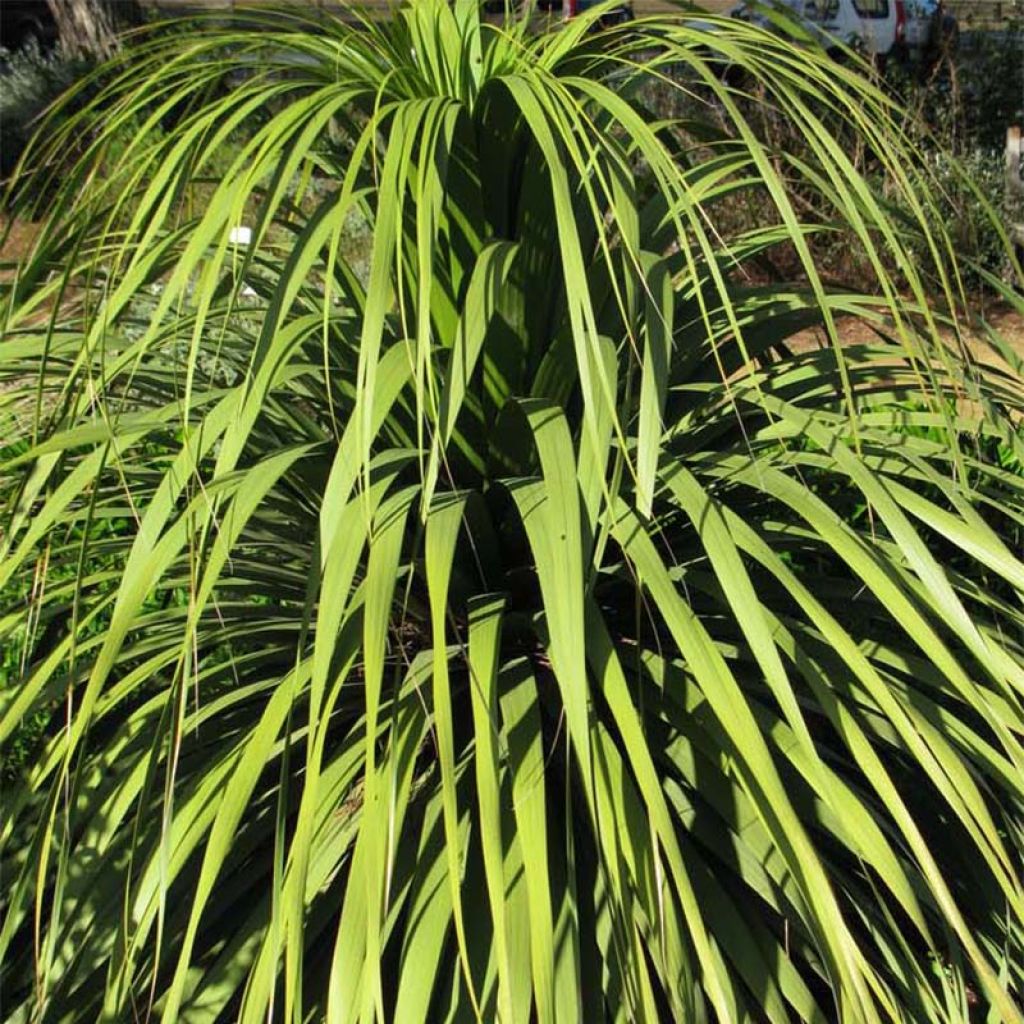 Nolina hibernica La Sibirica - Flaschenbaum