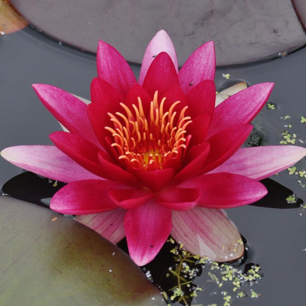 Nymphaea Attraction - Winterharte Seerose