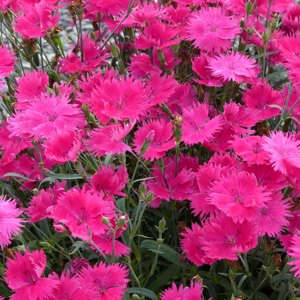 Pracht-Nelke Suntory Pink - Dianthus superbus