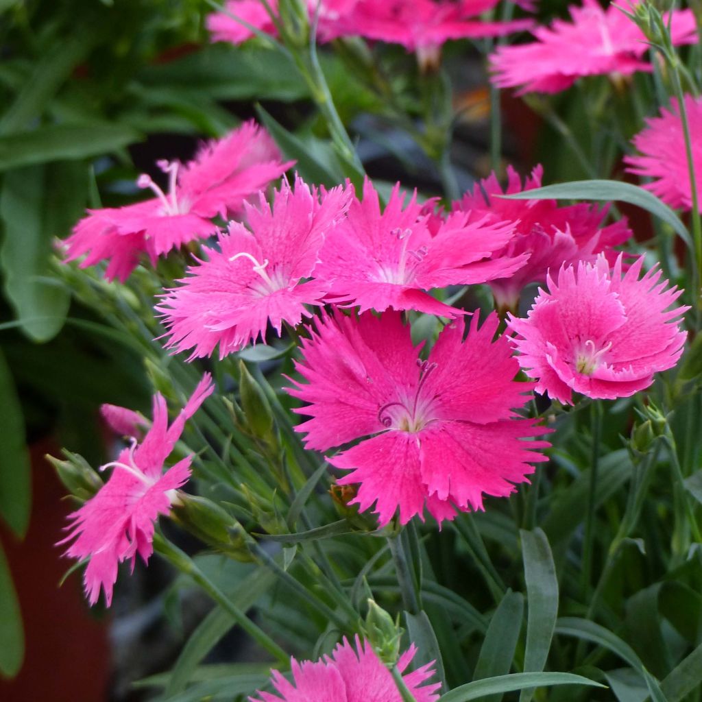 Pracht-Nelke Suntory Pink - Dianthus superbus