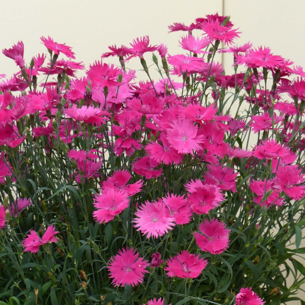 Pracht-Nelke Suntory Pink - Dianthus superbus