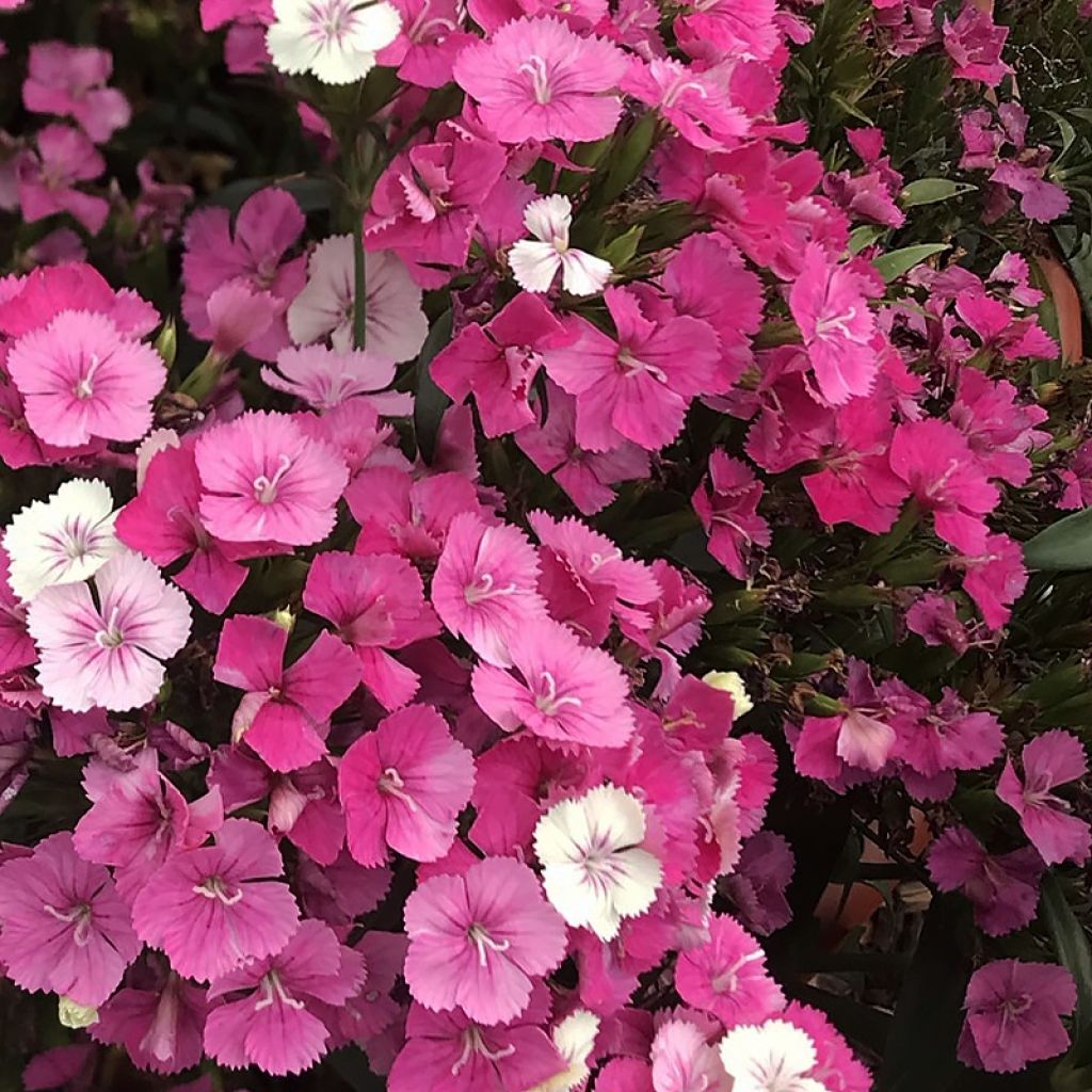 Œillet de poète Jolt Pink - Dianthus barbatus