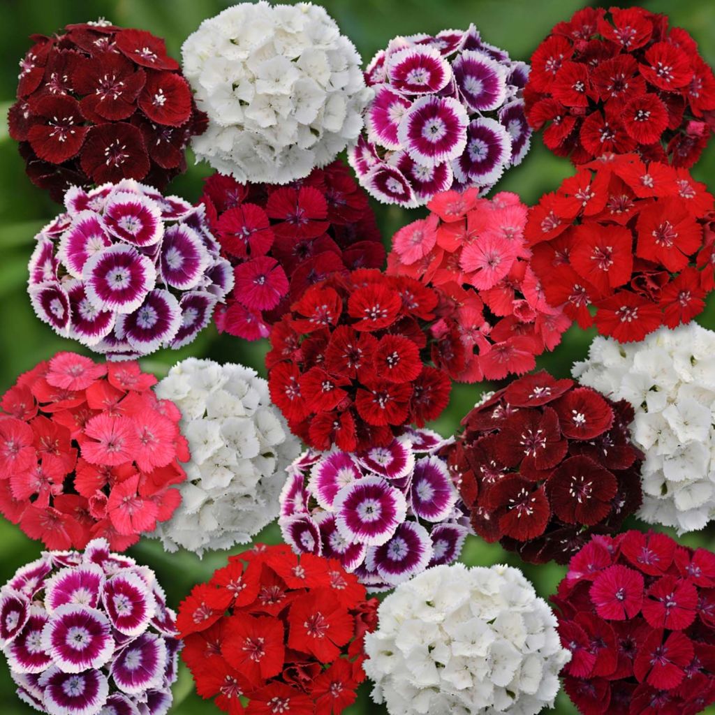 Dianthus barbatus Gigas Mix - Bartnelke