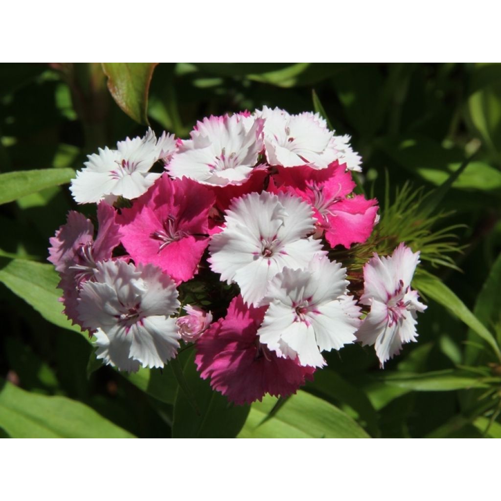 Dianthus barbatus Kaleidoscope Mixed (Samen) - Bartnelke