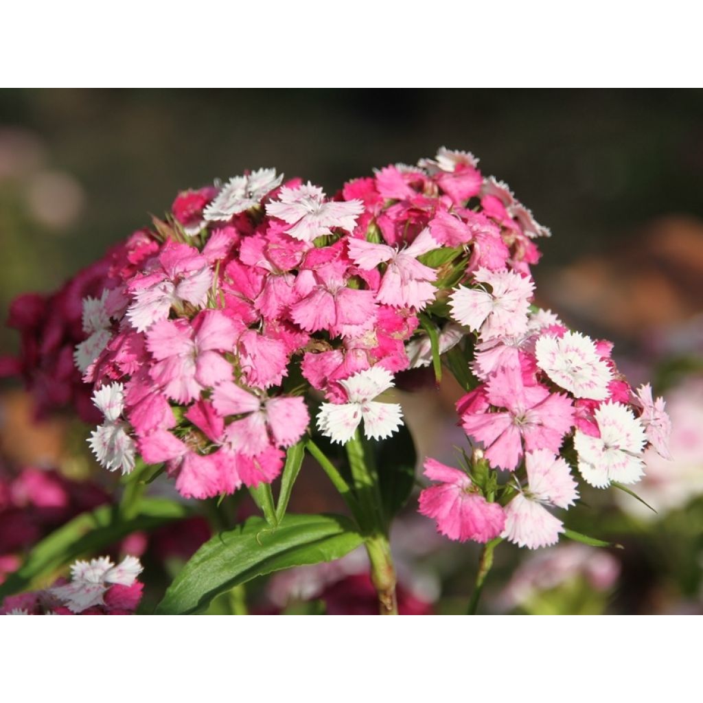 Dianthus barbatus Kaleidoscope Mixed (Samen) - Bartnelke