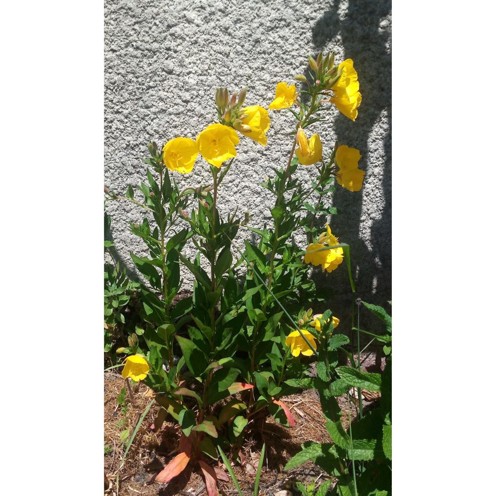 Oenothera fruticosa Hohes Licht - Stauden-Nachtkerze