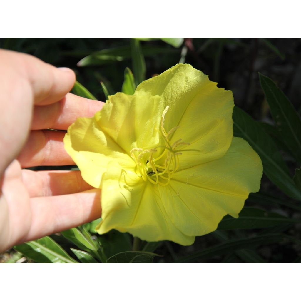 Oenothera missouriensis - Missouri-Nachtkerze