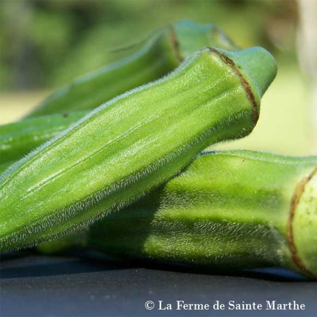 Okra Clemson Spineless - Hibiscus esculentus