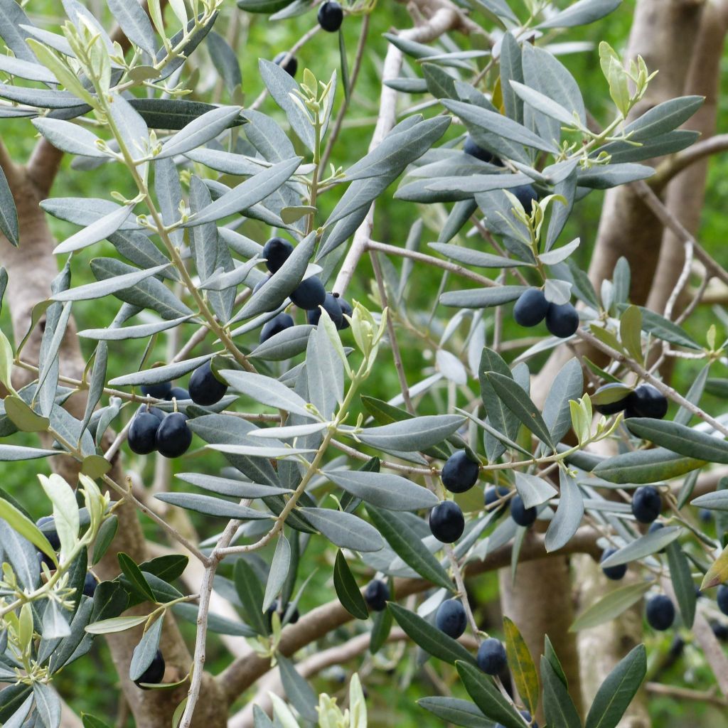 Ölbaum Picholine - Olea europaea