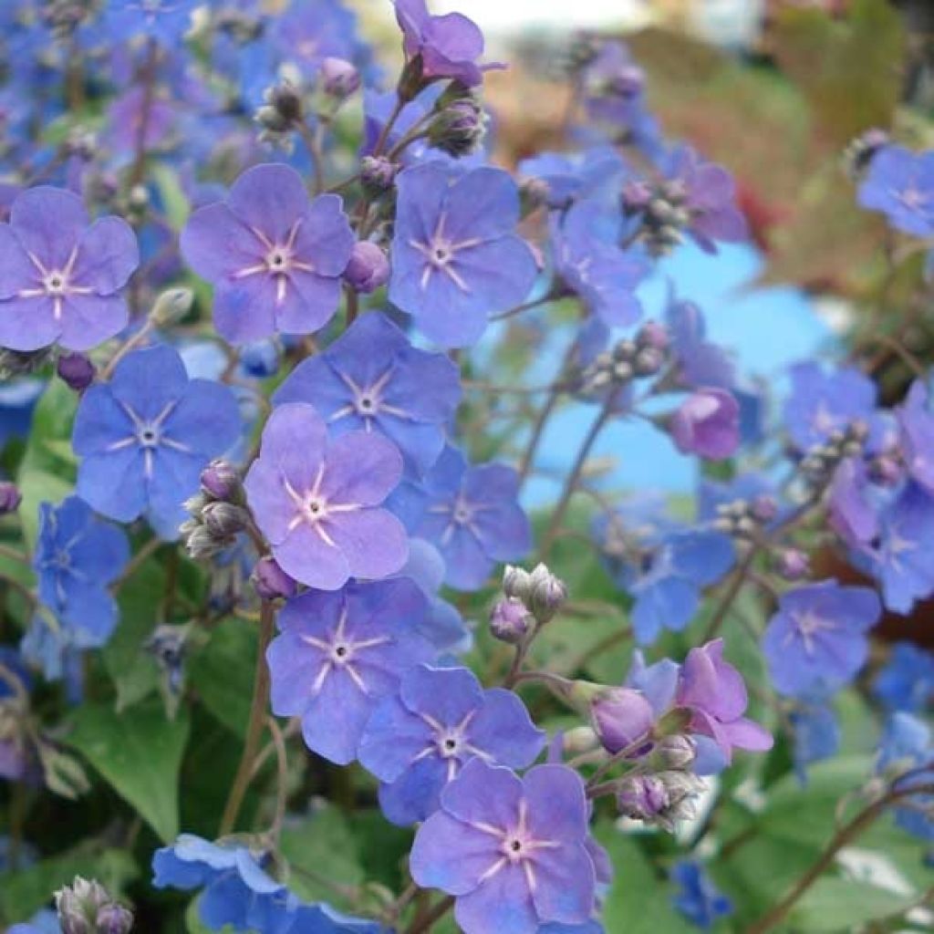 Omphalodes Cappadocica Cherry Ingram