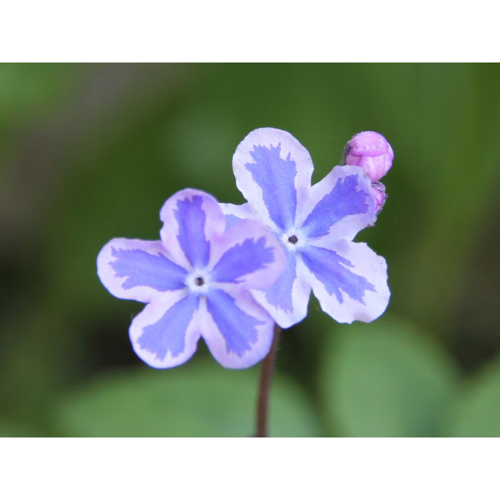 Omphalodes cappadocica Starry Eyes - Kaukasus-Gedenkemein