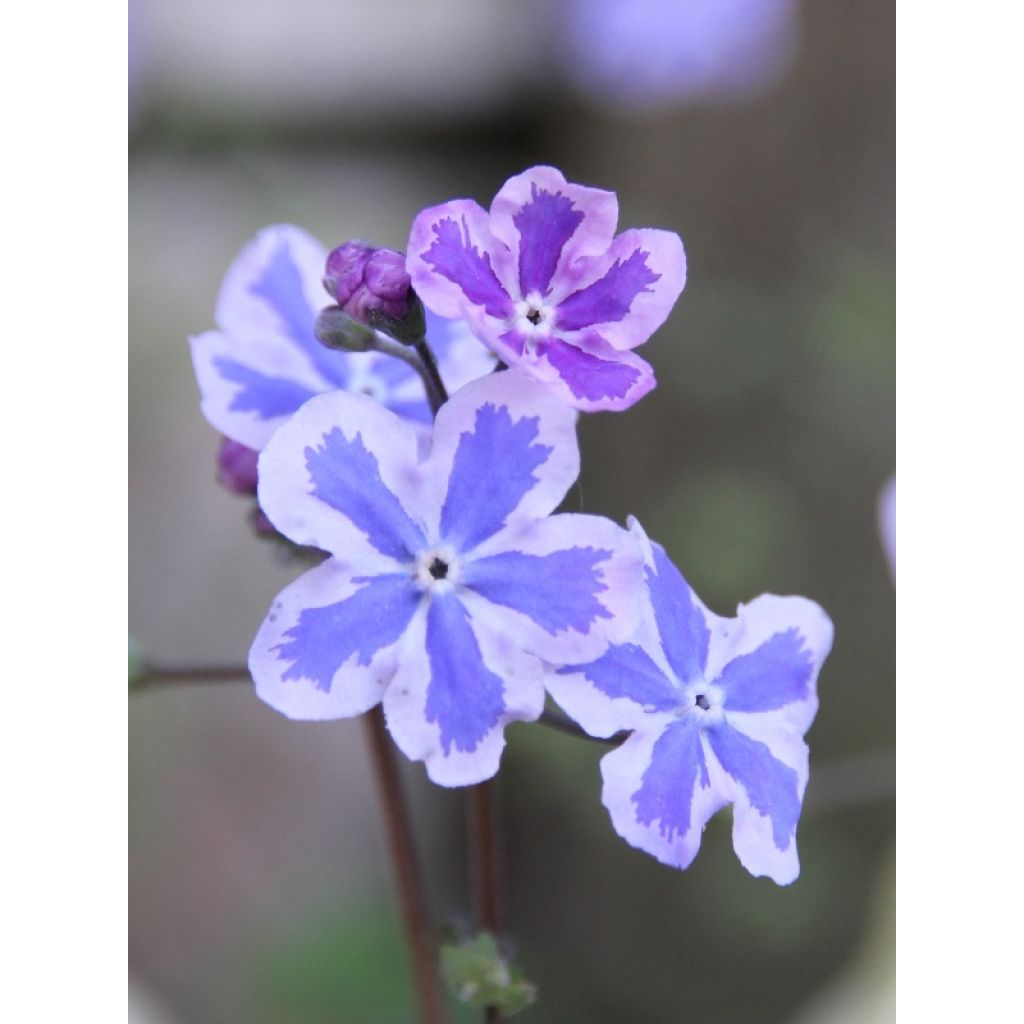 au fil des jours la fleur rosit