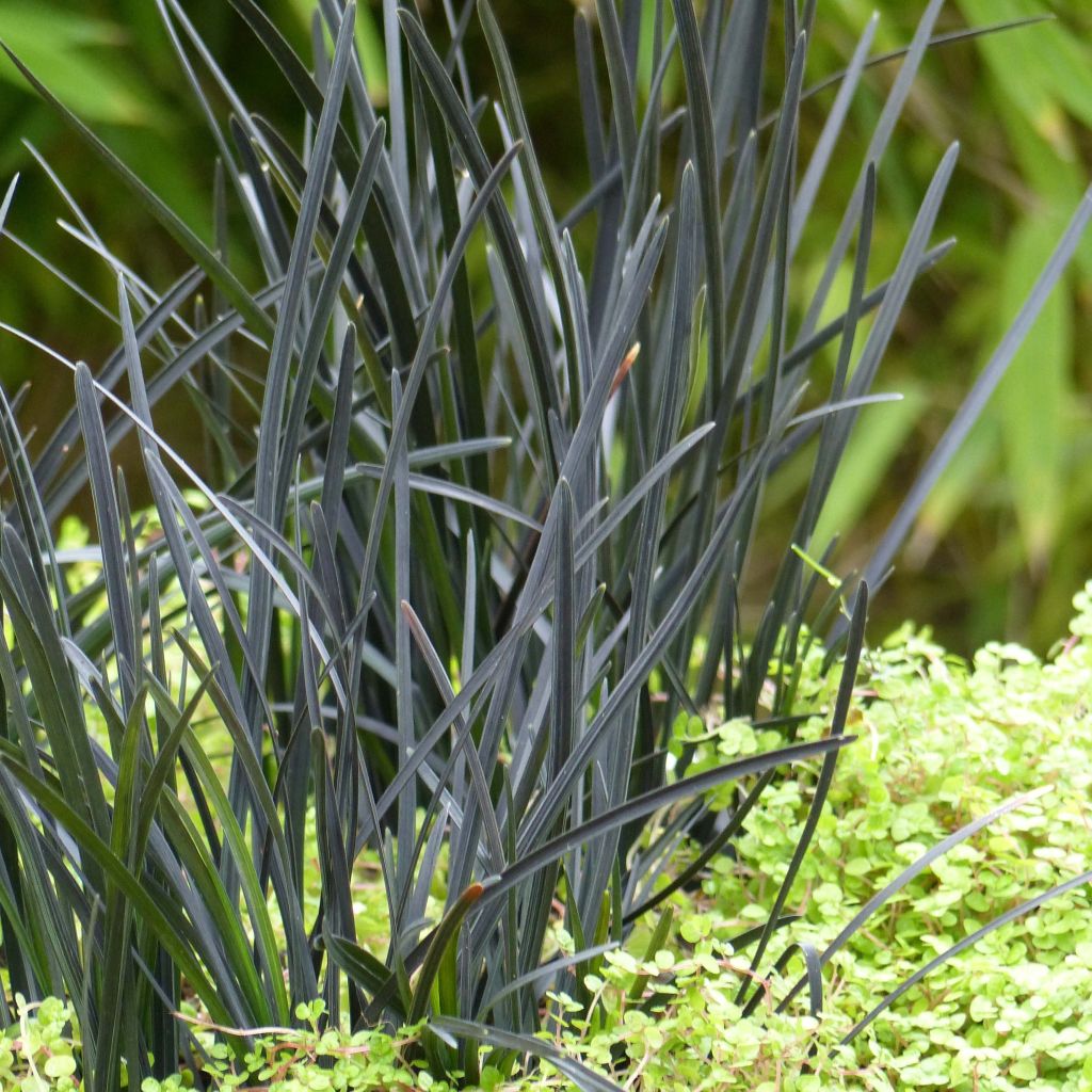 Ophiopogon planiscapus Hosoba Kokuryu - Schlangenbart