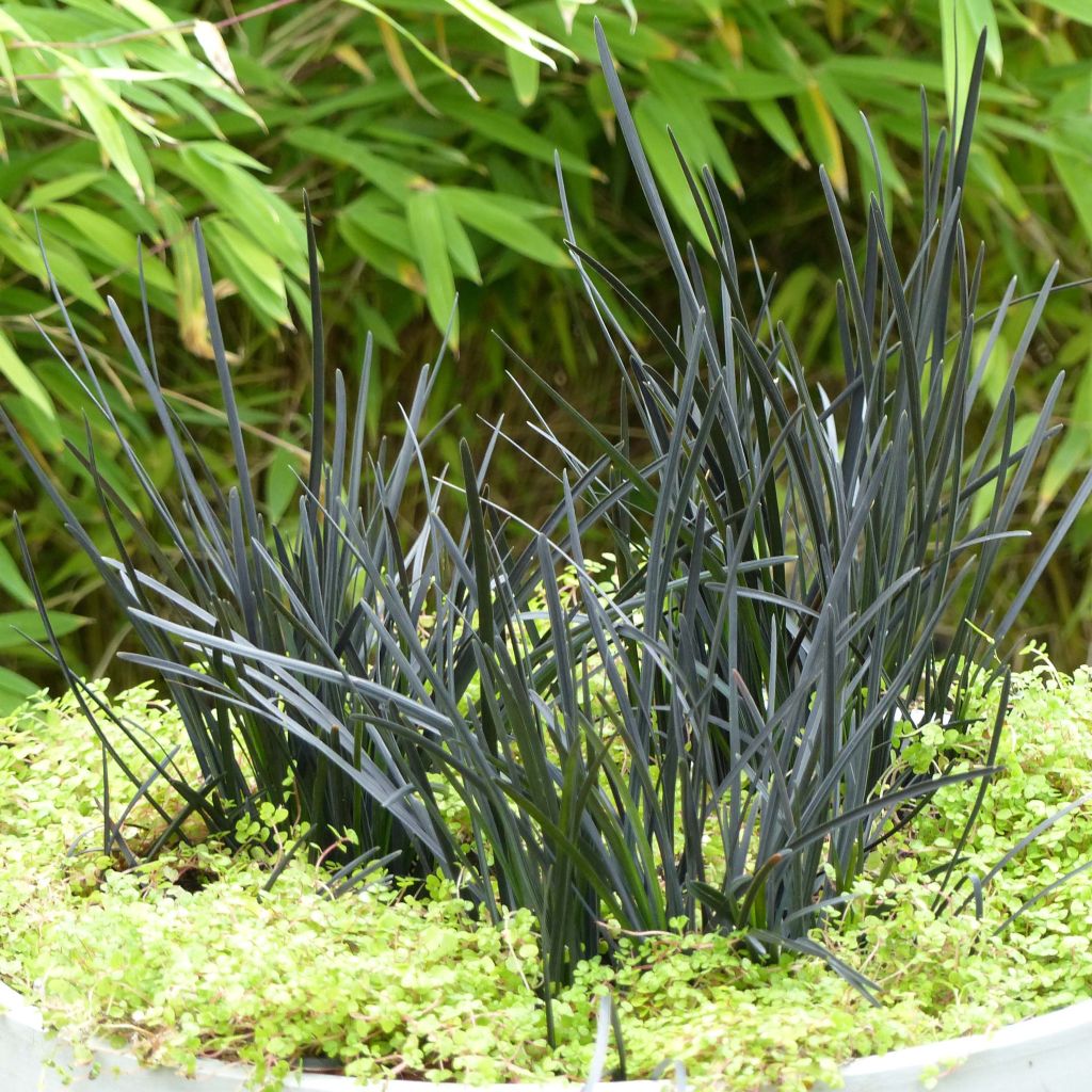 Ophiopogon planiscapus Hosoba Kokuryu - Schlangenbart