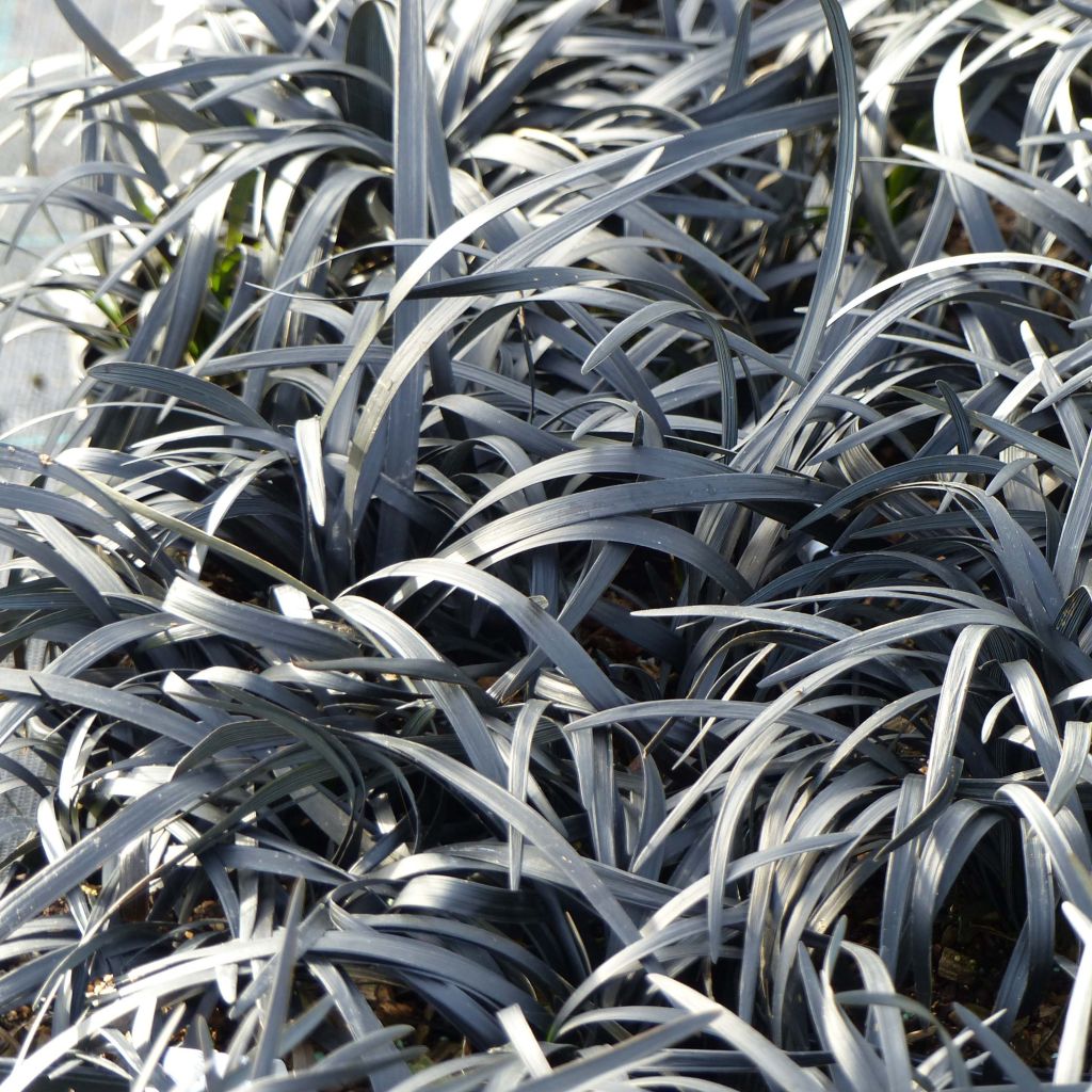 Ophiopogon planiscapus Nigrescens - Schlangenbart