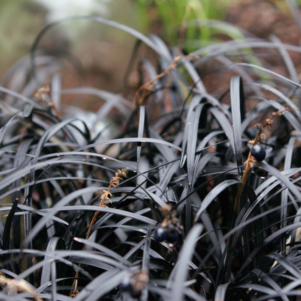 Ophiopogon planiscapus Nigrescens - Schlangenbart