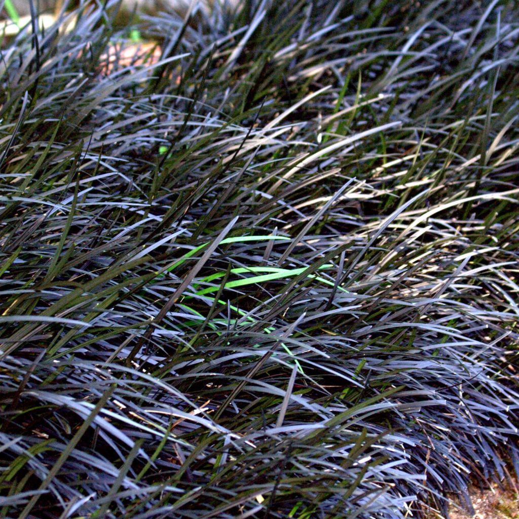 Ophiopogon planiscapus Nigrescens - Schlangenbart