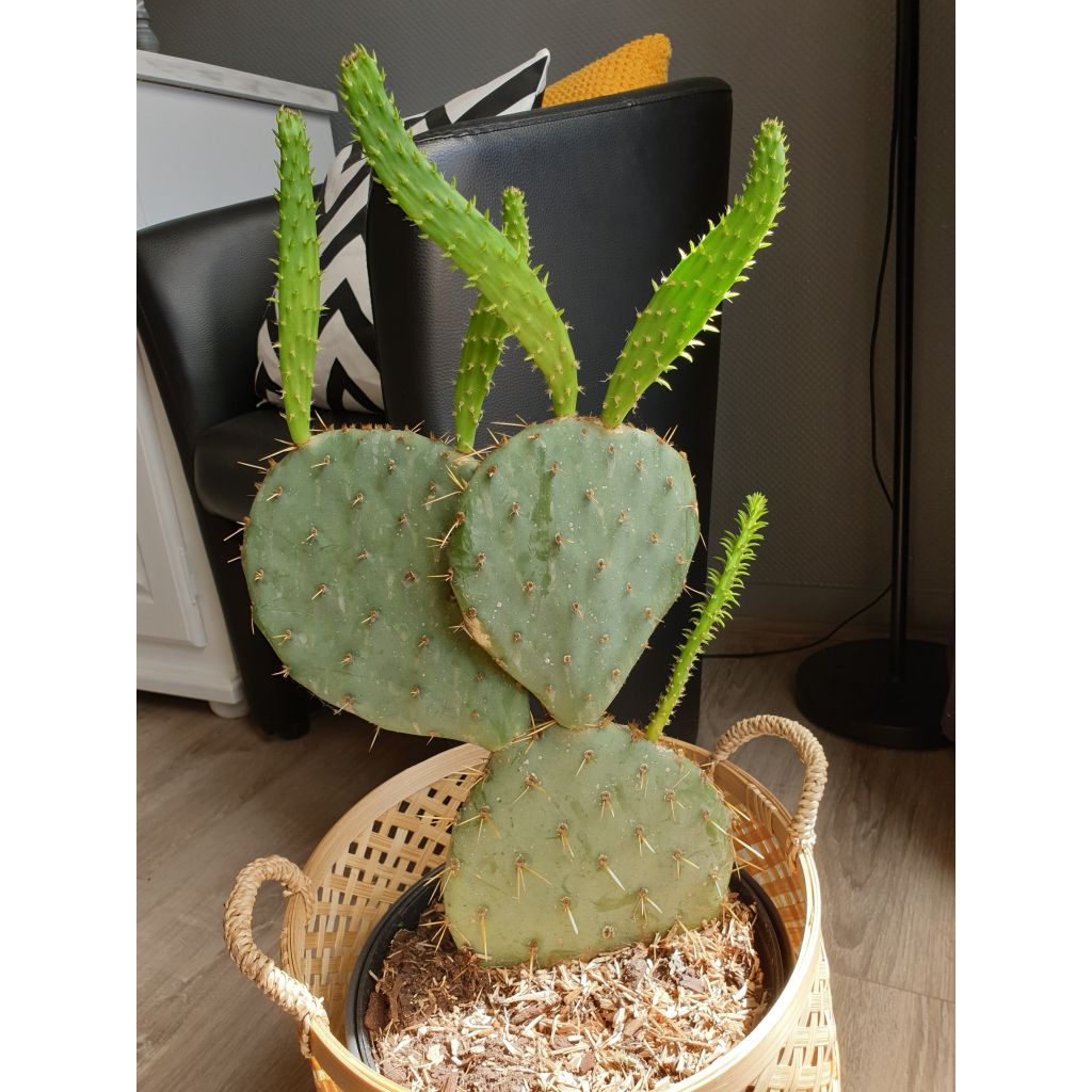 Opuntia engelmannii var. alta - Feigenkaktus