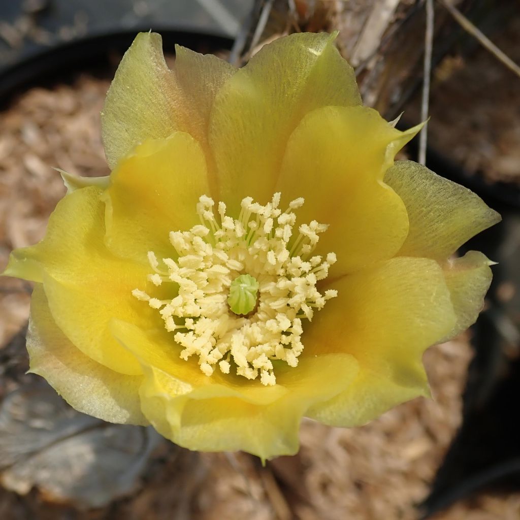 Opuntia phaeacantha var. angustata - Feigenkaktus