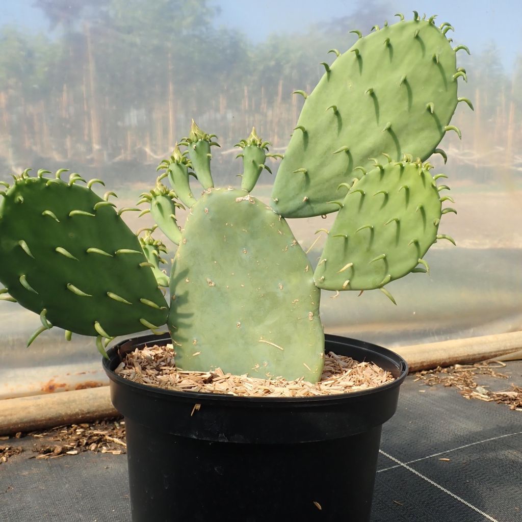 Opuntia cacanapa Ellisiana - Feigenkaktus