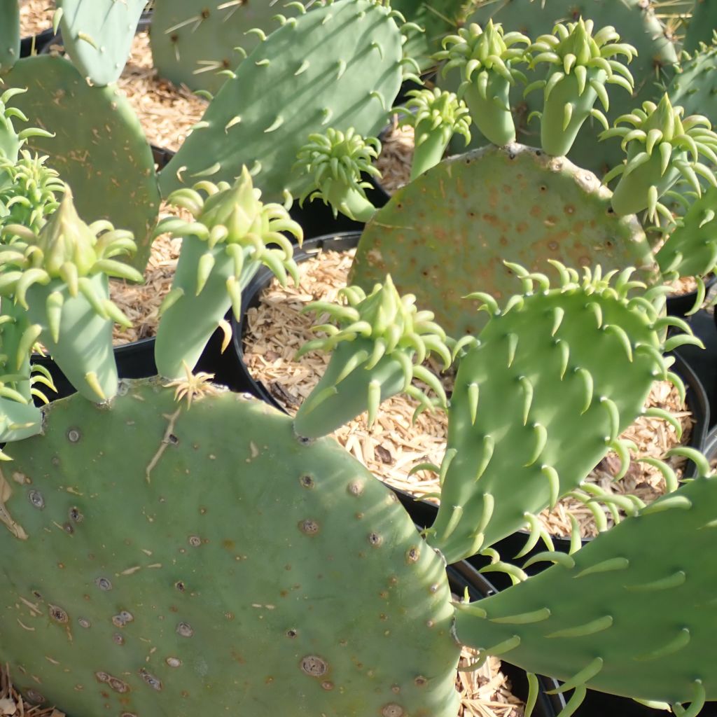 Opuntia cacanapa Ellisiana - Feigenkaktus