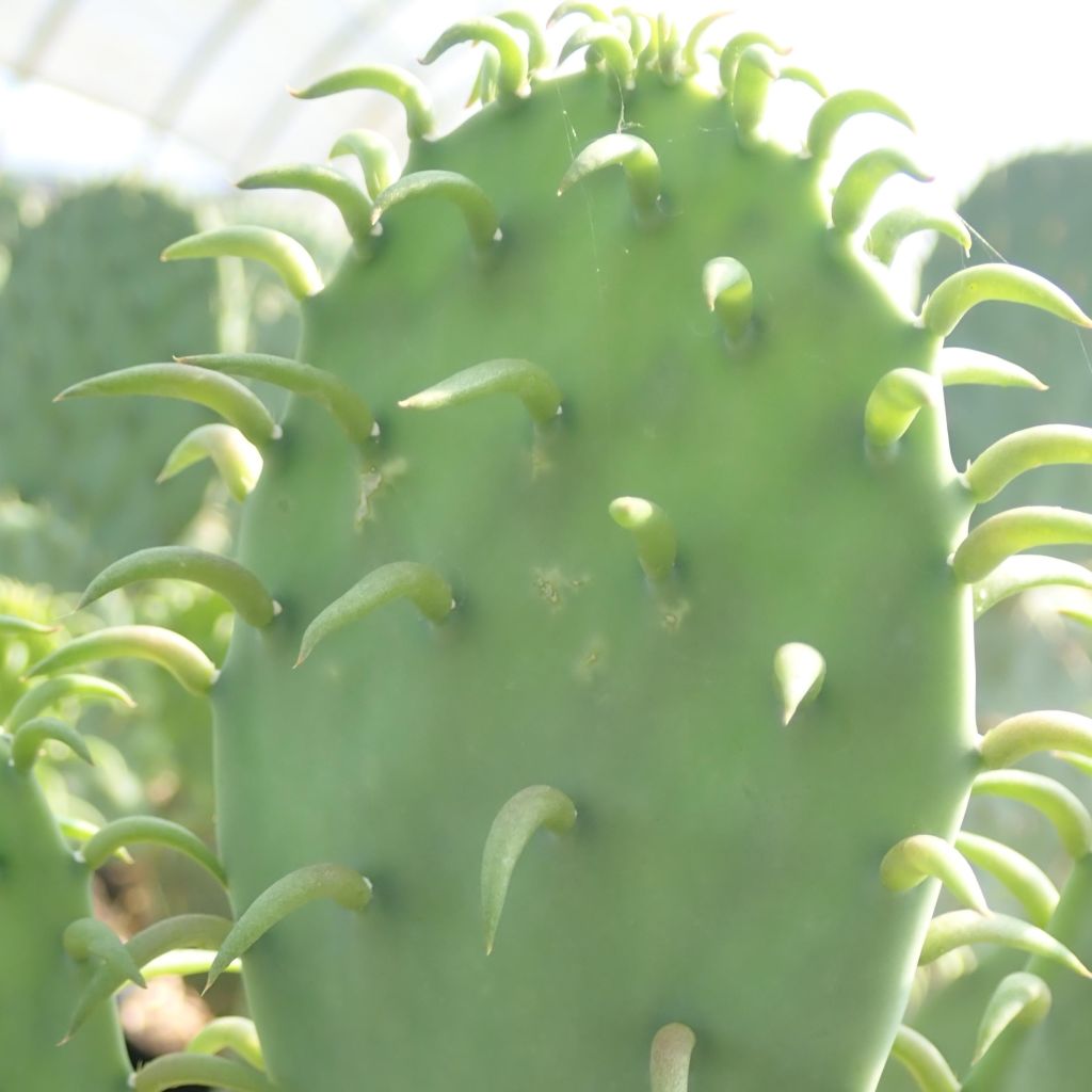 Opuntia cacanapa Ellisiana - Feigenkaktus