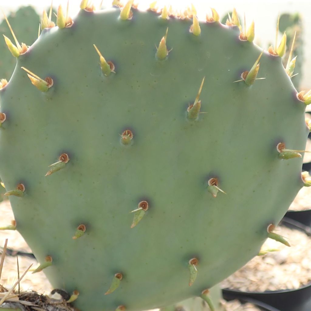 Opuntia engelmannii var. cyclodes - Feigenkaktus