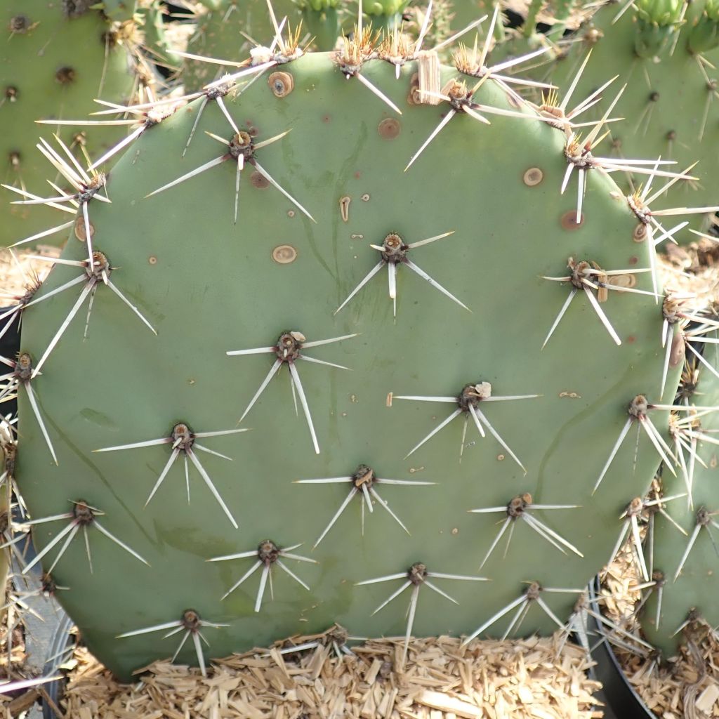 Opuntia discata - Feigenkaktus