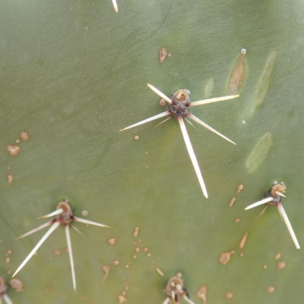 Opuntia discata - Feigenkaktus