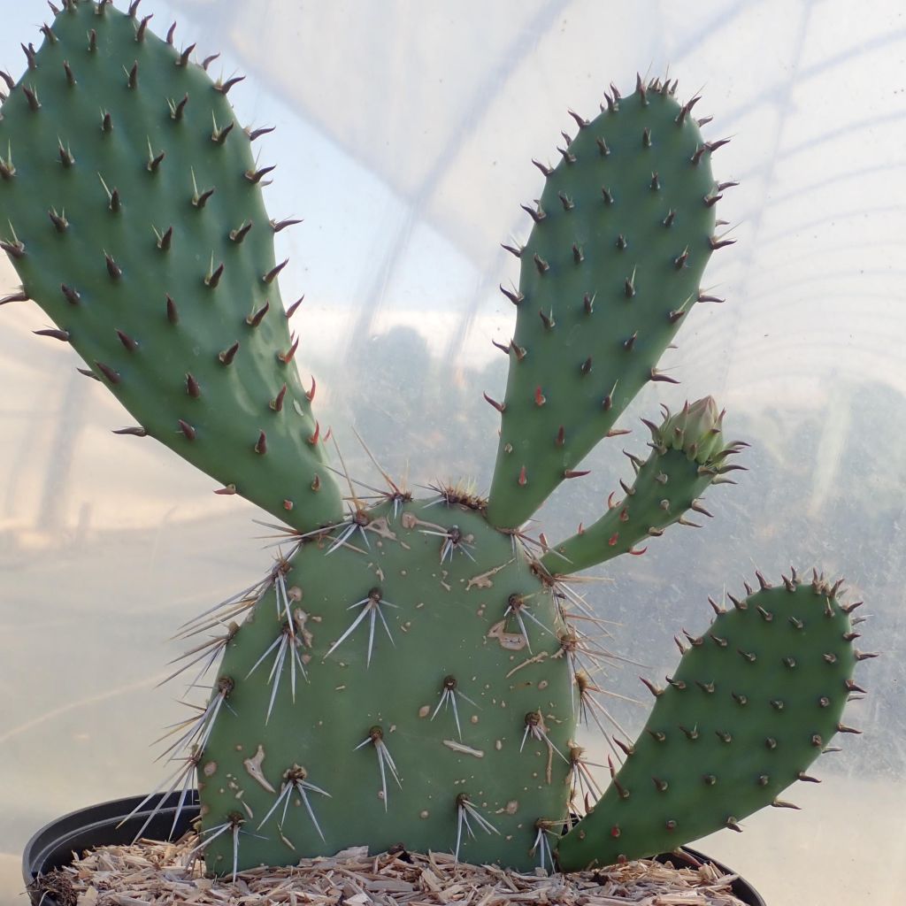 Opuntia dulcis - Feigenkaktus