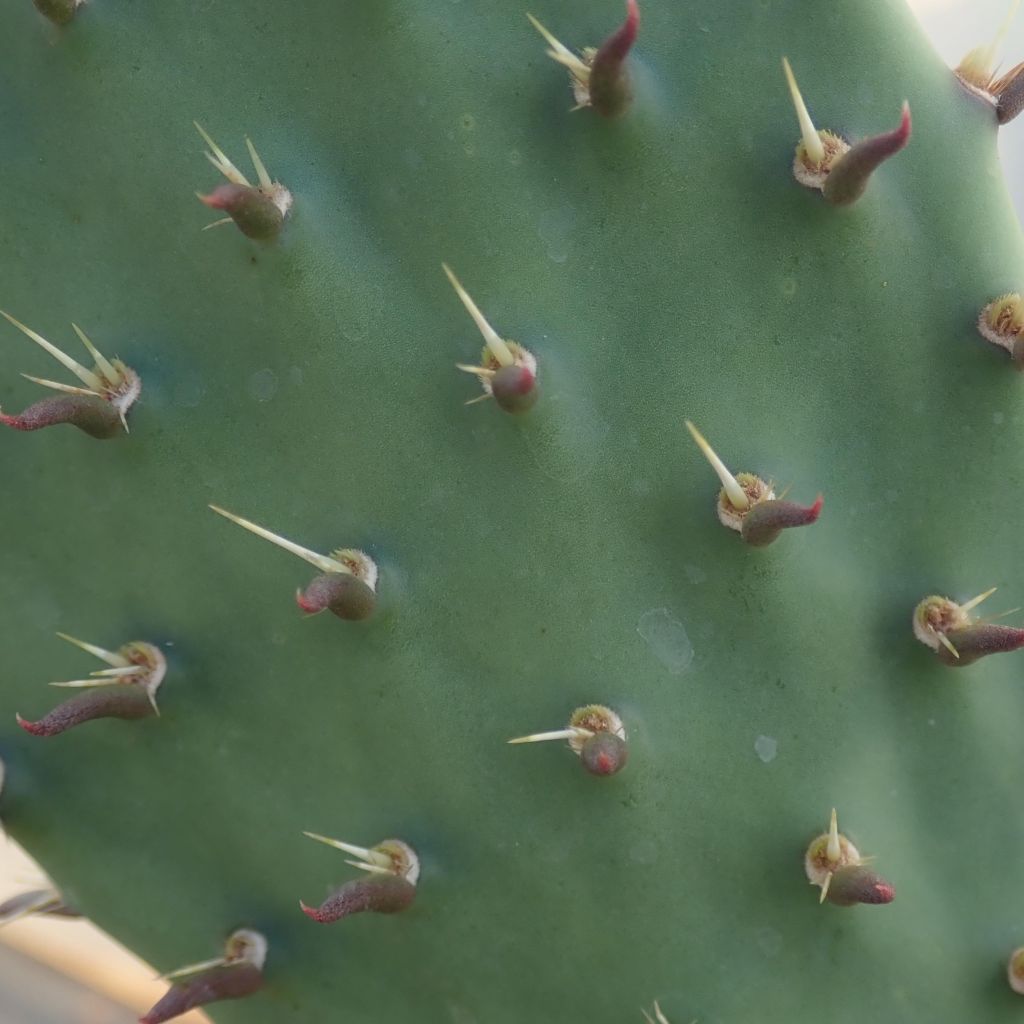 Opuntia dulcis - Feigenkaktus